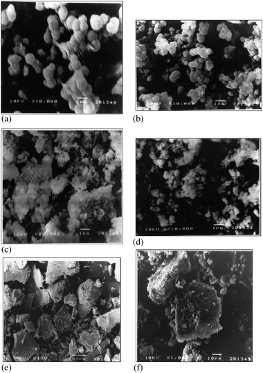 
            SEM images of (a) LP-MTS (b) DDA-MTS (c) Glu-LP-MTS (d) Glu-DDA-MTS (e)LP-MTS covalent immobilized invertase and (f) LP-MTS cross-linked invertase.