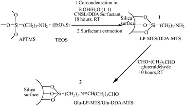 Functionalization of LP-MTS and DDA-MTS with glutaraldehyde.