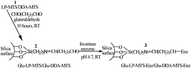 Schematic representation of the covalent binding of the invertase enzyme onto Glu-LP-MTS/Glu-DDA-MTS (2).