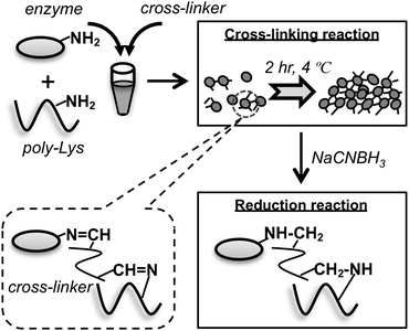 Preparation of the poly-Lys supported CLEA. The cross-linking reaction between the aldehyde groups of a cross-linker and amino groups present in the enzyme and/or poly-Lys forms reversible imine groups (Schiff base). To form stable amine groups, the CLEA matrix was reduced by NaCNBH3.