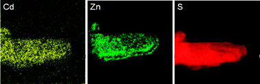
            Energy filtered TEM elemental mapping images of sample Zn0.5Cd0.5S synthesized at 180 °C for 24 h.