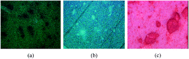 Differences in dyeing of the two phases (TiO2 aggregates, PVDF matrix) of the composite membrane of TiO2/PVDF ratio of 0.5 with Congo Red, Brilliant Green and Carmin Indigo dyes (BG and IC dye concentration: 20 mg L−1). Note that a five time larger value for the Congo Red dye concentration had to be used for an observable dyeing of the membrane.