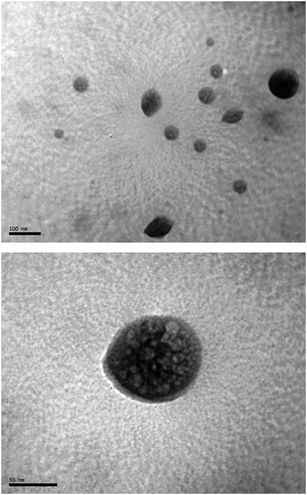 
          TEM images of the micelles generated in the presence of SDS. Sample taken after the first catalytic cycle.