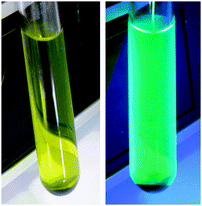 The fluorescence behaviour observed in the presence of UV-light (right; non-irradiated sample on the left).