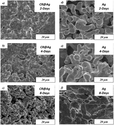 The morphology of CR@Ag (a,b,c) and of Ag (d,e,f) after the catalytic procedure: (a,d) 2-days catalyst synthesis time; (b,e) 4-days; (c,f) 8-days.