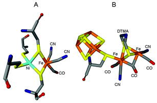 Structure details of the active sites from [Ni–Fe] hydrogenase (A) and [Fe–Fe] hydrogenase (B). The hetero atoms from the prosthetic groups and the protein ligands are represented as sticks. Nickel is in cyan, iron is in orange, sulfur is in yellow, oxygen is in red, nitrogen is in blue, and carbon is in grey. DTMA: dithiomethylamine.