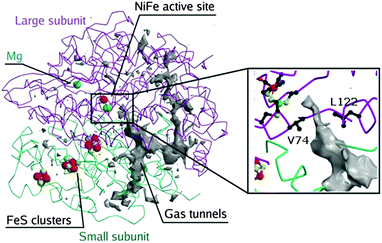 Crystallographic structure of the [Ni–Fe] hydrogenase from D. fructosovorans at 1.8 Å resolution (PDB: 1YQW). The gas channel network is depicted in grey. It was calculated with a probe radius of 0.8 Å. The position of the valine 74 and leucine 122 are highlighted in the inset.