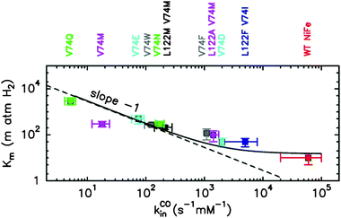 The Michaelis constant (Km) plotted against the rate of binding of CO (kinCO). The dashed line has slope −1; the plain line is the best fit to the equation: , with α = k+1H2/k+1CO, derived from the kinetic model in ref. 12:.