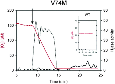 HDE kinetics for the V74M mutated enzymes in the presence of O2. The arrow indicates the injection of the activated enzyme. Red lines: dioxygen concentration, black lines: hydrogenase mediated isotope exchange rates, dotted lines: D2-consumption rate. The hydrogenase activities (exchange or consumption) are expressed in μmol min−1 mg−1. The control experiment with the wild-type enzyme is shown as the inset. In the presence of only 23 μM of O2 the wild-type enzyme is totally inactivated within 1 min.