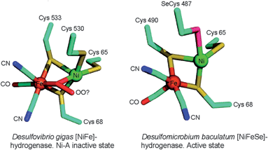 Comparison of the structures of [NiFe]- and [NiFeSe]-hydrogenase active sites. The Desulfovibrio gigas structure corresponds to an as-prepared oxidized form of a [NiFe]-hydrogenase with a putative bridging (hydro)peroxo ligand with 70% occupancy. This is the unready or Ni–A form of enzyme. The [NiFeSe]-hydrogenase structure corresponds to a H2-reduced form of the enzyme and it is in an active state.70