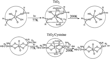 Schematic representation of structure and electron transfer reactions in (a) TiO2 and (b) TiO2/cysteine.74