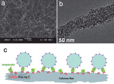 (a and b) SEM and TEM images of bacterial cellulose/TiO2 hybrid nanofibers.37 (c) Immobilization of P25 TiO2 nanoparticles onto paper by the bioconjugation of fiber–CBM2a–Strep-tag II–streptavidin–biotinylated TiO2 nanoparticles.86