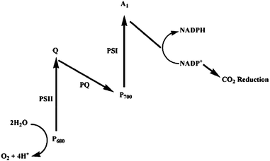 Z-Scheme of the photosynthetic processes at chloroplasts. The reaction centres PSI and PSII feature light harvesting units denoted as P680 and P700. The primary electron acceptor and shuttle between the reaction centres involve quinone species (Q, PQ).113