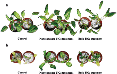 Effect of nano-anatase TiO2 on growth of spinach. (a) Cultured by Hoagland solution. (b) Cultured by N-deficient Hoagland solution.123