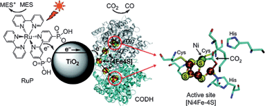 A schematic representation of the CO2 photoreduction system using Ch CODH I attached to RuP-modified TiO2 NPs. A catalytic intermediate of the active site of the closely related enzyme CODH II with bound substrate (CO2, indicated with an arrow) is also shown. The oxidized photosensitizer is recovered by the sacrificial electron donor MES. The enzyme structure used in the cartoon is CODH II, created using PyMOL.131
