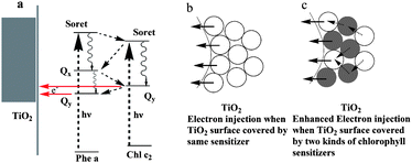 The mechanism of electron transportation upon co-sensitization. (a) Chl sensitizers form a monolayer on the TiO2 surface. (b) A schematic representation of how one kind of Chl sensitizer forms a multilayer on the TiO2 surface, and (c) how different kinds of Chl sensitizers form multilayers on the TiO2 surface.33