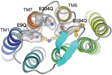 Extracellular region of 3Glu mutant of bR. The three Glu residues mutated to Gln are shown in separated transparent surfaces. Retinal and Lys216 carbon atoms are colored in orange.41