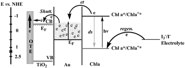 Energy level diagram and mechanism of photocurrent generation in the photoelectrochemical cell using OTE/TiO2/Au/Chl a as photoanode. CB and VB are, respectively, the conduction and valence bands of TiO2; other terms have been defined.45