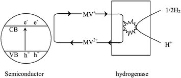 Photobiocatalytic hydrogen production using semiconductors combined with bacterial hydrogenases.59