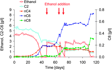 Concentration of ethanol and C2–C8 fatty acids in time of the fed-batch reactor operation at pH 7, with initially acetate and ethanol as substrate. The red arrows indicate the times of ethanol addition.