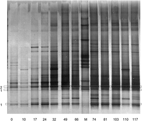 DGGE band patterns of bacterial 16S rRNA gene amplicons from 12 reactor samples taken at different time (days). M is a Marker. The numbers indicating DGGE bands correspond to clones listed in Table 3.