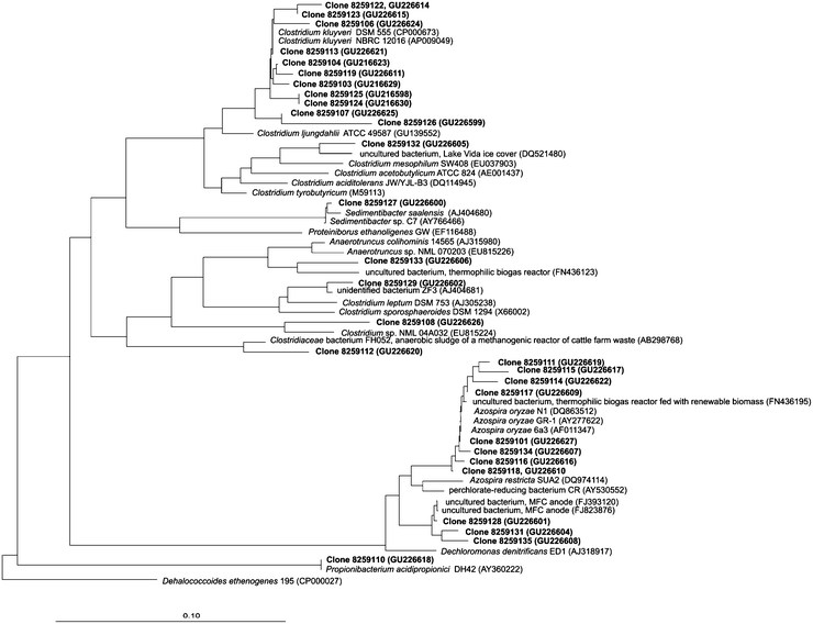 Neighbour-joining tree based on the 16S rRNA gene sequences determined in this study, and related reference sequences. Dehalococcoides ethenogenes was included as an outgroup. The reference bar indicates 10% sequence divergence. GenBank accession numbers are given in parentheses.