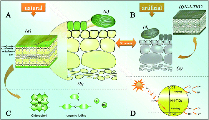 Schematic illustrations of A the hierarchical structures of kelp from the macro- to the nanoscale, B synthetic structures of the artificial oxide semiconductor photocatalyst, C the porphyrin ring of the chlorophyll and different forms of natural iodine and D a possible photocatalytic mechanism in the artificial semiconductor photocatalyst.