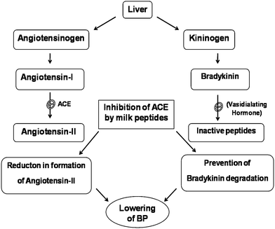 Regulation of blood pressure by angiotensin and bradykinin balance.