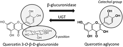 Bioconversion between Q3GlcA and its aglycone. Quercetin aglycone serves as a substrate of UGT (uridine 5′-diphosphate glucuronosyltransferase) activity in Phase-II enzyme-catalyzed detoxification. Q3GlcA can be converted to quercetin aglycone by the action of β-glucuronidase activity in inflammation.