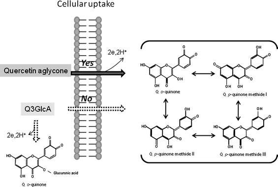 Cellular uptake of quercetin aglycone and quinine formation. Quercetin aglycone is easily incorporated into target cells through simple diffusion mechanism because of its high hydrophobicity, whereas cellular uptake of Q3GlcA hardly occurs due to its high hydrophilicity. Quercetin aglycone is oxidized to p-quinone methide by two electrons transfer reaction. Q3GlcA seems to be resistant to oxidation as compared with quercetin aglycone. In addition, Q3GlcA is unable to convert to p-quinone methide because it lacks free hydroxyl group at the 3-position.