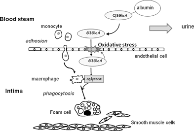 
          Translocation of Q3GlcA from the circulation into the arterial intima and final target sites. Q3GlcA is easily released from serum albumin-bound form and permeates into the intima, when endothelial cells are exposed to oxidative stress. Quercetin aglycone is formed from Q3GlcA by the enhanced activity of β-glucuronidase in inflammation. Quercetin aglycone is effectively incorporated into the macrophage-derived foam cells. This illustration is partly modified from the ref. 13.