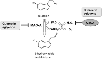Possible role of Q3GlcA on the inhibition of the activity of mitochondrial MAO-A in the central nervous system. MAO-A (monoamine oxidase-A) is a flavin enzyme which catalyzes the oxidative deamination of serotonin to produce 5-hydroxyindole acetaldehyde and ammonia. FAD is also converted to FADH2, accompanied by the formation of superoxide anion radicals from molecular oxygen. Hydrogen peroxide is finally yielded by their disproportionation reaction. Quercetin aglycone can act as both a MAO-A inhibitor and a scavenger of superoxide anion radicals, whereas Q3GlcA serves as only a scavenger of superoxide anion radicals.81