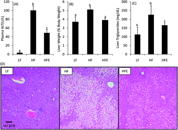 Effect of EGCG on ORFLD in high fat-fed C57bl/6J mice. EGCG supplementation reduced plasma ALT (A), hepatomegaly (B), and liver triglycerides (C) after 15 wk treatment compared to HF control mice. Bars represent the mean of n = 16–22. Error bars represent the SEM. Different superscripted letters indicate statistically significant differences by one-way ANOVA with Tukey's post-test. Histopathological analysis (D) showed that EGCG treatment reduced the severity and area of hepatic lipidosis. Photo micrographs of representative liver samples are shown at 100× magnification.