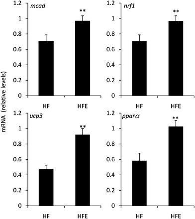 Effect of EGCG on the expression of genes related to lipid oxidation in the skeletal muscle of high fat-fed C57bl/6J mice. EGCG treatment enhanced the mRNA expression of mcad, nrf1, pparα, and ucp3 in the skeletal muscle compared to HF control mice. Values represent the mean ± SEM (n = 22). ** indicates statistical difference (p < 0.01) from HF group by Student's T-test.