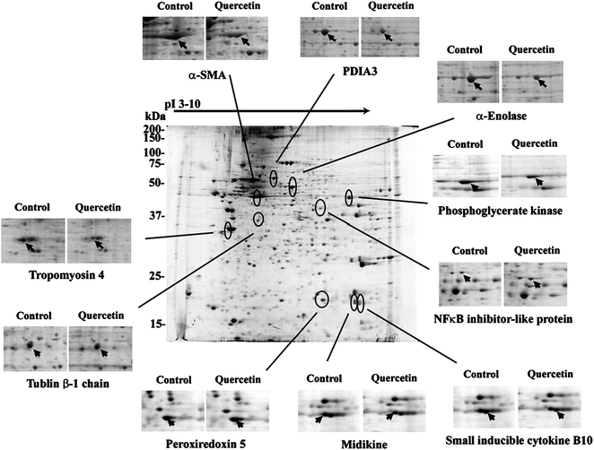 
            Two-dimensional electrophoresis of proteins from cellular fractions of activated HSCs. Isoelectric focusing was performed using immobilized pH gradients (IPG) 3–10. A total of 350 μg protein was applied per IPG gel. HSCs were derived from normal liver and were cultured for 9 days (in vitroactivation, control). The procedures are referred to in “Materials and methods”. Activated HSCs were treated with 75 μM quercetin for 24 h. The changes of down- and up-regulated proteins were displayed. The pointed spots were identified by MS analysis and peptide fingerprinting. Each result was from one of three different experiments with similar pattern.