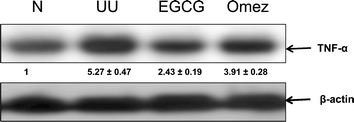 Immunoblots of TNF-α expressions in the stomach tissues of normal, ulcerated and treated mice. The mice were ulcerated by IND (18 mg kg−1, p. o.). Treatment was carried out with EGCG (2 mg kg−1, p. o.) and OMEZ (3 mg kg−1, p. o.) for 3 days. The bands were quantified relative to that of β-actin bands of the corresponding lanes, using a Kodak Gelquant software. The individual bands of the ulcerated control and treatment groups were subsequently normalized, considering that of control as 1. The values (arbitary unit, mean ± S.E.M.) are the density scanning results of three independent experiments.