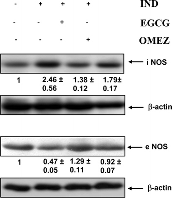 Immunoblots of the iNOS and eNOS expressions in the stomach tissues of normal, ulcerated and treated mice. The mice were ulcerated by IND (18 mg kg−1, p. o.). Treatment was carried out with EGCG (2 mg kg−1, p. o.) and OMEZ (3 mg kg−1, p. o.) for 3 days. The bands were quantified relative to that of β-actin bands of the corresponding lanes, using a Kodak Gelquant software. The individual bands of the ulcerated control and treatment groups were subsequently normalized, considering that of control as 1. The values (arbitary unit, mean ± S.E.M.) are the density scanning results of three independent experiments.