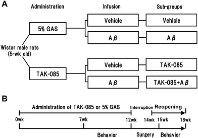 Experimental design: study grouping (A) and schedule (B). Five-week-old male Wistar rats were orally administered TAK-085 or 5% gum Arabic solution (GAS) for a total of 16 weeks. Subsequently, the rats were behaviourally tested in an 8-arm radial maze. Vehicle or amyloid β (Aβ) peptide was infused into the cerebral ventricle of the rats from the TAK-085 or 5% GAS groups, which were subsequently subdivided into the Vehicle, Aβ, TAK-085, and TAK-085 + Aβ groups. Finally, rats were behaviourally tested to assess the effects of TAK-085 on cognitive learning ability.