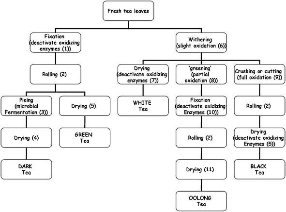 Schematic showing different conditions for green, oolong, white, black and dark tea processing styles practised in China. (1) heating for short time (min) under dry (pan) or wet (steam) heat conditions, at 85 °C; (2) dry heating and rolling at 60–70 °C; (3) activation of endogenous enzymes (e.g., fungi) and incubation at approximately 30 °C under moist conditions; (4) air drying at 40 °C; (5) pan drying at 100 °C; (6) wilting under sun radiation or left in cool breeze, removing ∼25% leaf moisture and slight oxidation; (7) air drying or baking at 40 °C for 10 h; (8) aeration at room temp with agitation (5 cycles of 10 min); (9) chopping and crushing of leaf under ambient conditions for 1 h; (10) pan heating at 100 °C for short time; (11) pan drying at 100 °C under either constant conditions for 8 h or 6 cycles of 1 h. All teas are dried to a total solids of ≥95%.