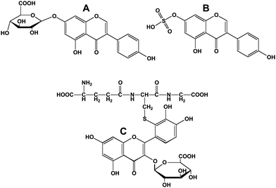 Conjugated flavonoids and isoflavonoids. A; genistein-7-O-β-d-glucuronide; B, genistein-7-sulfonate; C, 3′-glutathionyl quercetin 3-d-glucuronide.