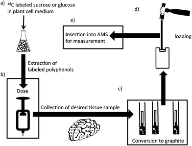 Design of an experiment using accelerator mass spectrometry. (A) Plant cells are incubated with 14C-labeled glucose or sucrose and the polyphenols extracted and chromatographically purified; (B) a small dose of 14C-polyphenol is administered to the animal or clinical subject; (C) the biological fluid or tissue is recovered and converted to graphite; (D) the graphitic material is converted to a plug; and (E) the plug is inserted into the AMS for analysis.