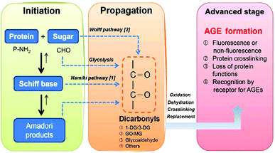 Chemical pathways leading to AGE formation. Schiff bases are produced during reducing glucose-protein reaction. Reactive dicarbonyl precursors of AGEs are formed through the degradation of Schiff base intermediates (Namiki pathway) or through metal-catalyzed autoxidation of the reducing sugar (Wolff pathway).