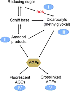 Antiglycation mechanisms of foodstuffs. Several approaches to the design of AGE inhibitors have been summarized as indicated by the circled numbers I–V. Type I inhibitors act to inhibit ROS formation during the glycation process, in order to prevent glycoxidative reactions. Type II inhibitors act to inhibit Amadori adduct formation, in order to prevent the initial stages of glycation. Type III inhibitors act as the RCS scavengers. Type IV and V inhibitors are likely to impact the development of AGE-specific fluorescence and the subsequent protein crosslinking, which are the advanced stages of protein glycation.