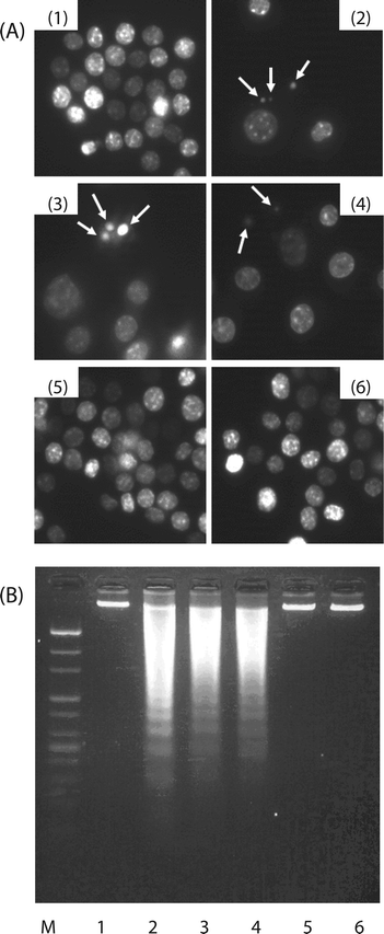 Appearance of apoptotic bodies and loss of chromosomal DNA integrity in U937 cells treated with different H. erinaceus extracts including HWE and MWE. U937 cells were treated with each extract at 500 μg mL−1 for 48 h. (A) H. erinaceus extract-treated cells were fixed and stained with DAPI. Stained nuclei with DAPI solution were photographed with a fluorescent microscope (×400). Arrows indicate apoptotic bodies. (B) U937 cells were treated with different H. erinaceus extracts as described. Chromosomal DNA in cells was then extracted and electrophoresed through 1% agarose gel and visualized by staining with ethidium bromide (EtBr). Treatments: lane 1, untreated control; lane 2, etoposide positive control; lane 3, WHE; lane 4, MWE; lane 5, ACE negative control; lane 6, AKE negative control. The figure represents three independent experiments.