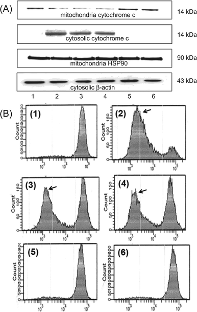 Loss of MMP and release of cytochrome-c induced by treatment with H. erinaceus extracts including HWE and MWE in U937 cells. (A) After incubation for 48 h, equal amounts of cytosolic and mitochondrial proteins were extracted. The proteins were separated by SDS-polyacrylamide gels, and transferred onto nitrocellulose membrane. The membranes were probed with anti-cytochrome-c antibody. β-Actin and HSP90 were included as controls as indicators of markers of cytosolic and mitochondrial protein, respectively, for protein loading. (B) U937 cells were treated with H. erinaceus extracts and stained with 10 μM DiOC6. The mean fluorescence intensity was measured by flow cytometry. Arrows indicate subpopulation of cells with loss of MMP. Treatments: panel 1, untreated control; panel 2, etoposide positive control; panel 3, WHE; panel 4, MWE; panel 5, ACE negative control; panel 6, AKE, negative control. The figure represents three independent experiments.