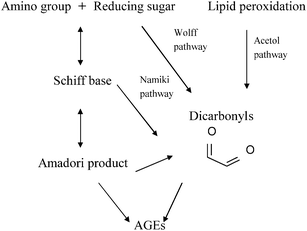 Glycation pathways of AGE formation.