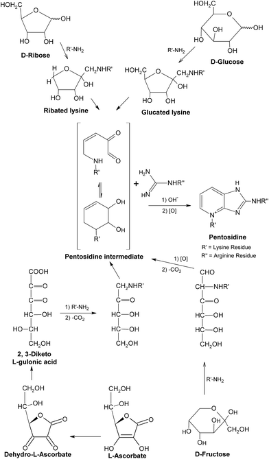 Formation of pentosidine. This figure was originally published in the Journal of Biological Chemistry. S. K. Grandhee and V. M. Monnier, J. Biol. Chem., 1991, 266, 11649–11653.57© the American Society for Biochemistry and Molecular Biology.