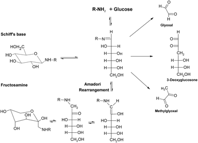 Formation of reactive dicarbonyls in glycation.