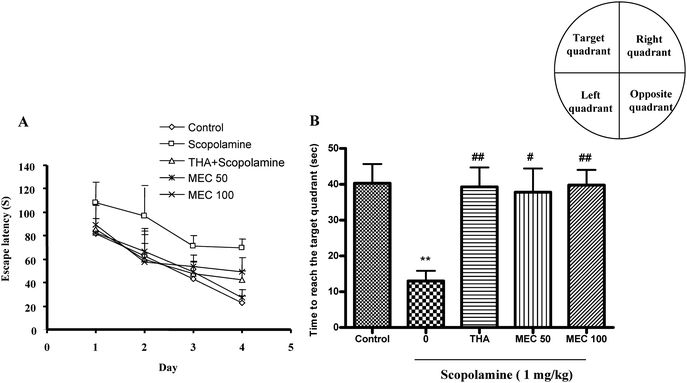 Effect of MEC on performance during training trial sessions (A) and probe trial sessions (B) using MWM in scopolamine-induced memory deficit mice. At 60 min before the training trial session, MEC (50 and100 mg kg−1) or THA (10 mg kg−1, p.o., positive control) was administered to mice. Memory impairment was induced by scopolamine (1 mg kg−1, i.p.) at 30 min after MEC or THA administration. The training trial and the probe trial sessions were conducted as described in materials and methods. Data represents mean ± S.E.M (n = 6). **P < 0.01, statistically different from control group. ##P < 0.01, #P < 0.05 statistically different from scopolamine-treated group.