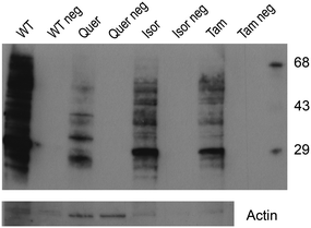 Influence of quercetin, isorhamnetin and tamarixetin in the protein oxidation evaluated by the OxyBlot™ kit. Non-derivatized proteins were used as negative controls for each sample. Membrane was re-probed with actin antibody to allow loading variation.